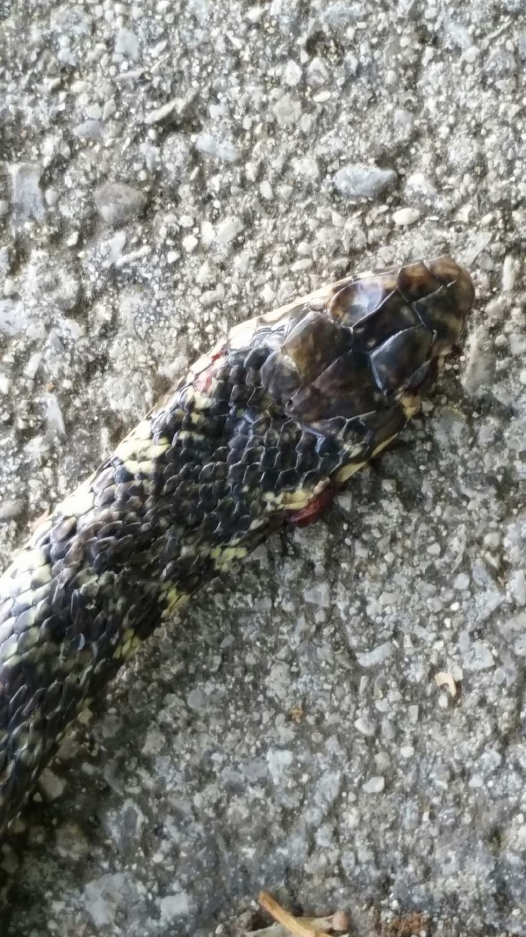 Biacco (Hierophis viridiflavus)